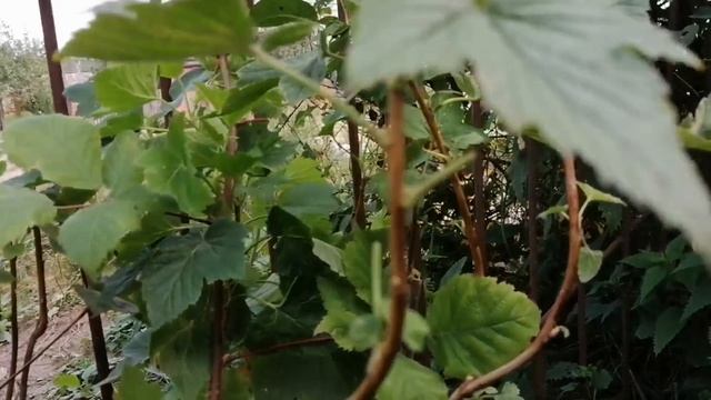 Продажа Черной Смородины ЗЦМ 2021 год // Ягодный Огород Анастасии Липатовой смотреть онлайн