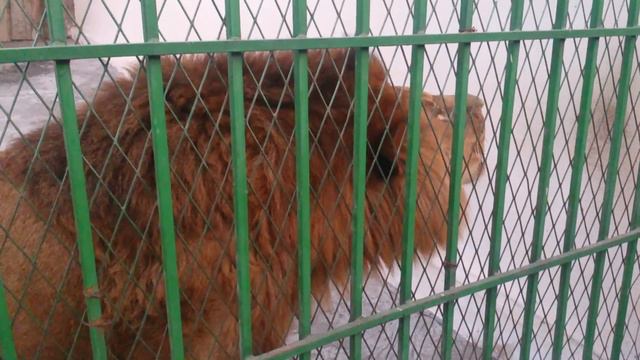 Лев рычит имя Всевышнего: Аллах1. г.Грозный, парк Ташкала.