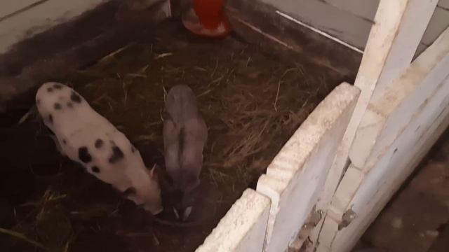 первая ночь без тепла? как пережили птенцы? смотреть онлайн