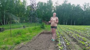 Борьба за землю. Сажаем картошку и кабачки. Зреет земляника.