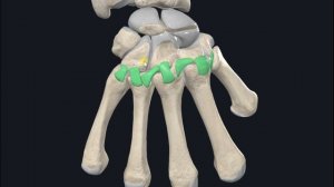 Межзапястные и среднезапястный суставы (art. intercarpales et mediocarpalis) 3D Анатомия