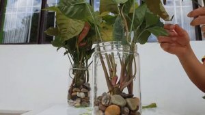 syngonium plants tabletop decoration idea