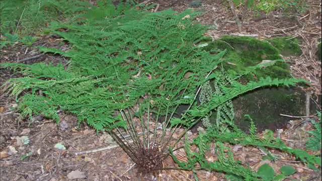 Ferns in UK