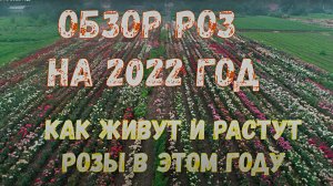 Вести с полей Обзор сортов роз на 2022 год