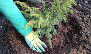 Как вырастить можжевельник.