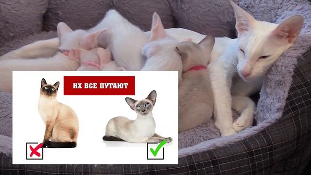 4 породы исключительно белых кошек: необычные факты и описание
