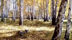 Сбор сухих груздей, 26 сентября 2020г. Грибы Омской области.