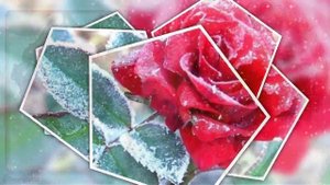 Снег на розах (минусовка)