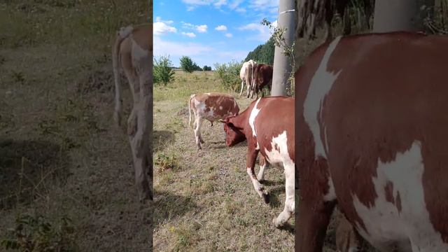 Россия шароитида мол бокиш