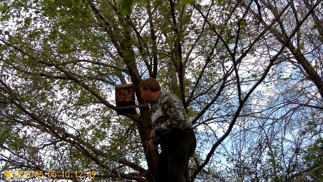 Ловля роёв 2020.Установка первых ловушек 05.05.2020. смотреть онлайн