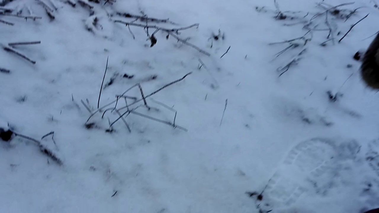 Отпускаем мышей! смотреть онлайн