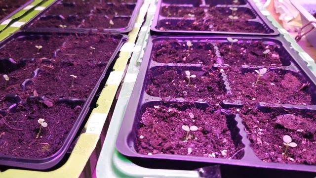 наблюдаем за рассадой цветов смотреть онлайн