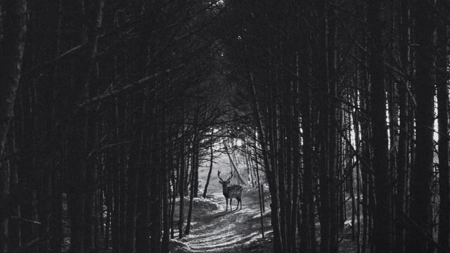 Качмар – Мне жалко что я не зверь (стихи: Александр Введенский) смотреть онлайн