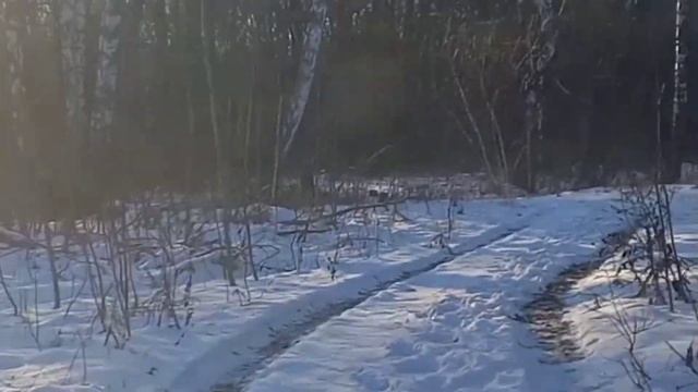 Расслабляющая музыка. Прогулка по Лесу. смотреть онлайн