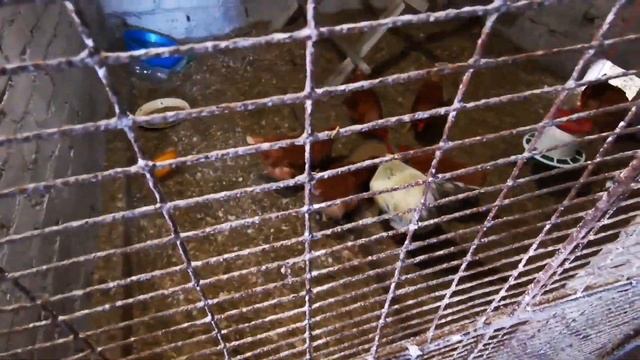 151 Переезд с севера на юг из города в деревню / 2 Часть / 24 мая Вечер / Окучиваю картошку / Влог смотреть онлайн