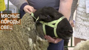 Мясные породы овец. Презентация на в выставке Агроферма-2019