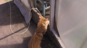 Летняя ПРОГУЛКА КОТА Мейн-куна на свежем воздухе!