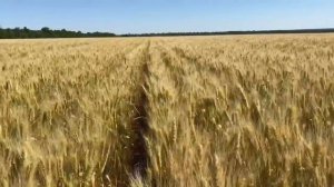 Опыт высева пшеницы от1до5млн по пшенице междурядие19и38 часть1