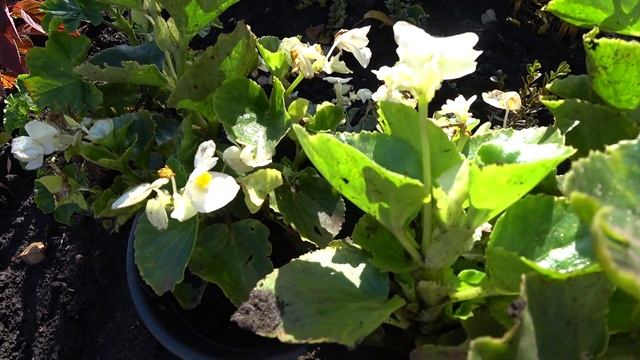 Пересадка бегонии вечноцветущей на зиму смотреть онлайн