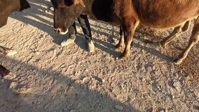 YANA OʻSHA KOGON MOL BOZORI BUXORO // КОГОН МОЛ БОЗОРИ