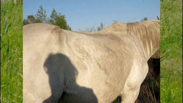 Как появляются лошади смотреть онлайн