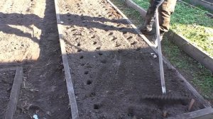 Осенняя посадка озимого чеснока в 2023г.