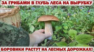 🍄ЗА ГРИБАМИ в ГЛУБЬ ЛЕСА на ВЫРУБКУ👉Там БОРОВИКИ на ЛЕСНЫХ ДОРОЖКАХ РАСТУТ! Грибы в Августе 2024