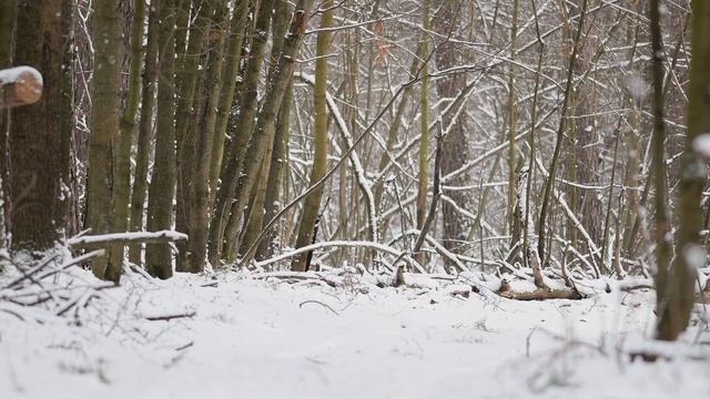 Пятнистые олени в зимнем лесу 30.01.2021 смотреть онлайн