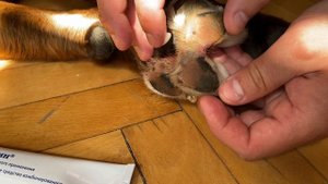 ТАЙСОН ЗАБОЛЕЛ. ЧТО С ЛАПОЙ У СОБАКИ?