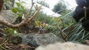 БОНСАЙ ИЗ ЛЕСНЫХ СОСЕН СВОИМИ РУКАМИ!!!