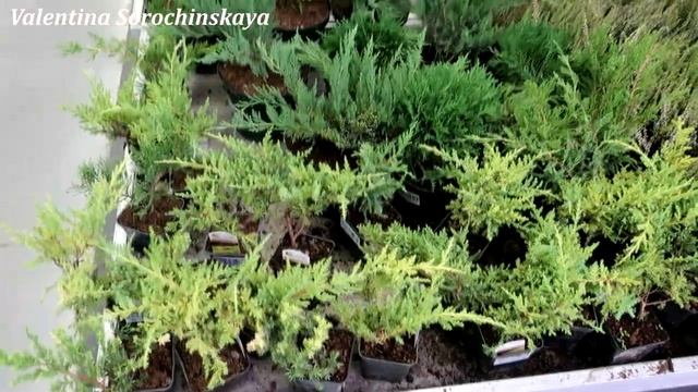 ?Леруа Мерлен Луковичные цветы Комнатные растения Удобрения для растений в Leroy Merlin