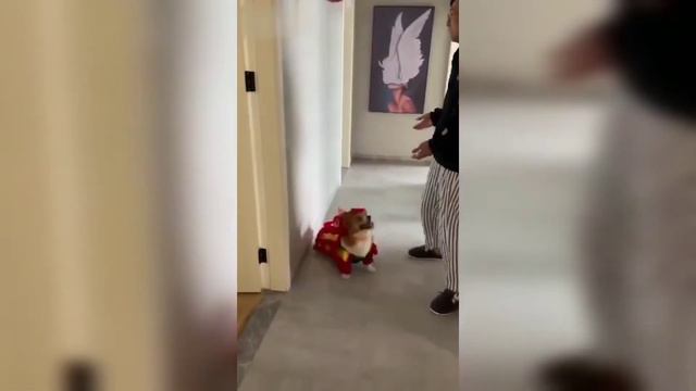 Забавная одежда для собак смотреть онлайн