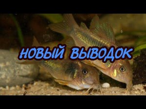 ВЫВОДОК КОРИДОРАСОВ