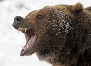 Звук медведя: как рычит медведь