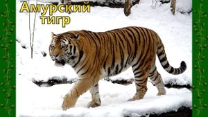 Дикие животные России ? Изучаем диких животных и их голоса. Развивающее видео для детей