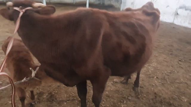 Gijdivon mol bozoridan ona bola sigirlar va bo'g'oz sigirlar narxlari narxlari 4/01/2023