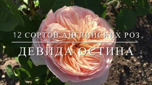 12 сортов английских роз Девида Остина