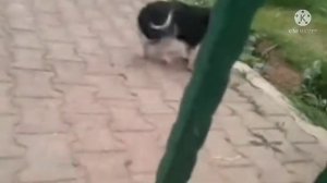 СОБАКА ОРЁТ ААА НАОБОРОТ!!!