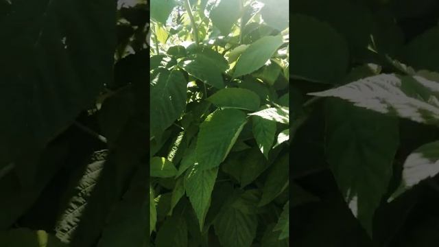 Малина ремонтантная Джоан Джей (Joan J) смотреть онлайн