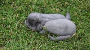 голубые норки - это чудо !!!