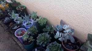 Cuidar de plantas me ajudou tratar depressão #doando mudinhas de Suculentas