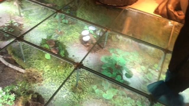 Стеклянный пол в Дарвиновском музее смотреть онлайн