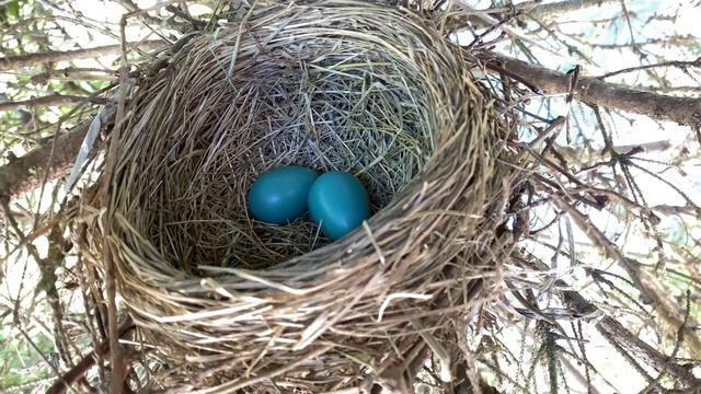 #Гнездышко #familyBarbershopAlterego #Pennsylvania #USA #США #Америка смотреть онлайн