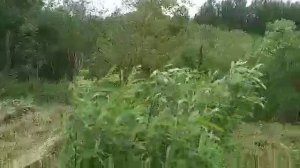 Нанять трактор с косилкой для расчистки  дачного участка от бурьяна,