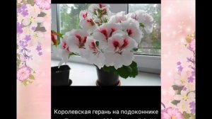 Разнообразный мир цветов