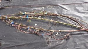 Шпалеры для ежевики, что и как.