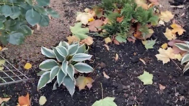 Обрезаю кусты