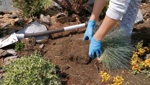 Овсяница сизая, посадка