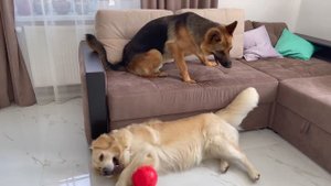 Немецкая овчарка требует, чтобы золотистый ретривер поделился с ней мячом!