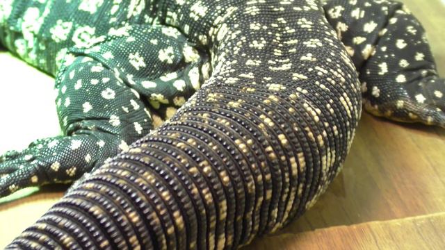 У Кепы оторвался кончик хвоста :( смотреть онлайн